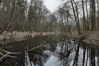 Ochrona żab na Barbarce