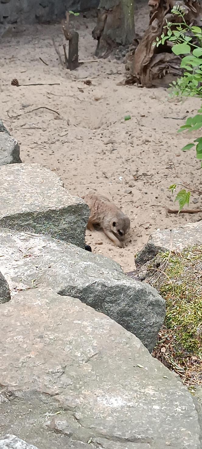 Zwierzęta w zoo we Wrocławiu