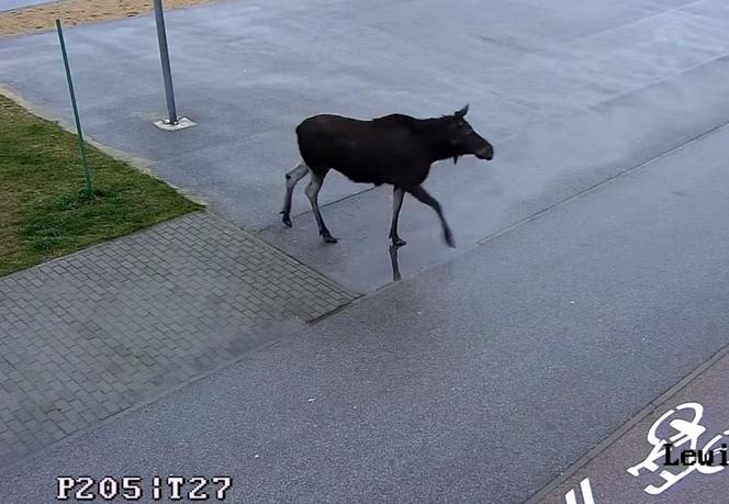 Łoś na placu zabaw w Pabianicach! Ogromne zwierzę trzeba było eskortować [ZDJĘCIA]