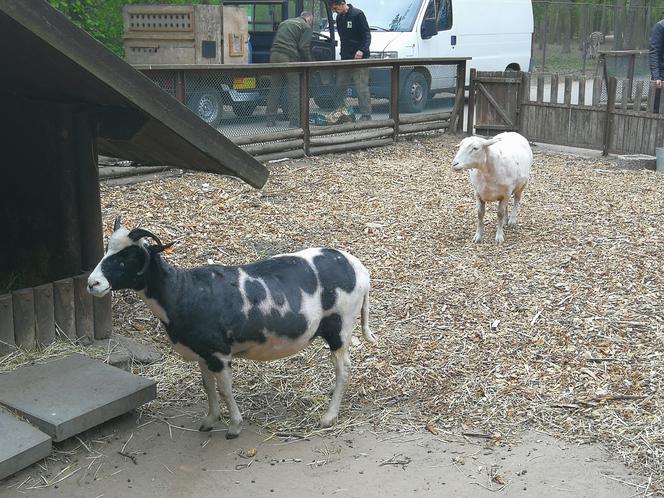 Owce z myślęcińskiego zoo pozbyły się nadmiaru wełny. Zobaczcie, jak wyglądało ich strzyżenie! [ZDJĘCIA]