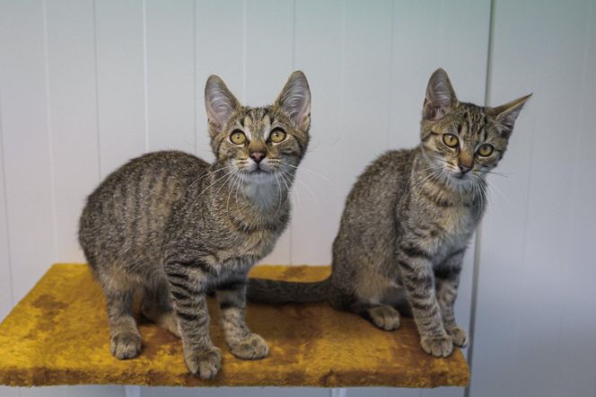Tak dużo kotów dawno tam nie było. Schronisko w Henrykowie koło Leszna zaprasza na dni otwarte