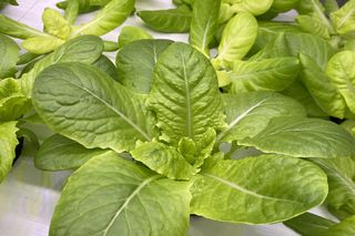 To pierwsze warzywa, które wyrosły... bez ziemi. Wkrótce trafią na talerze olsztynian