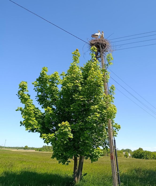 Ratował boćka na słupie, spadł z drabiny