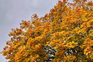Mimo deszczu turyści odwiedzają Bieszczady