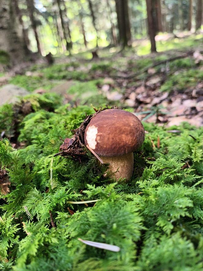 Ale okazy! Takie grzyby są na Dolnym Śląsku. Mieszkańcy chwalą się zbiorami 