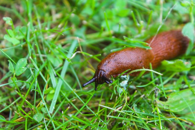 Sposób na ślimaki bez skorupy