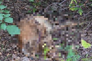 Makabryczne odkrycia przy budowie A2 na Mazowszu. Niewytłumaczalna fala zabójstw