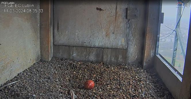 Jest już pierwsze jajko w gnieździe lubelskich sokołów w 2024 roku!