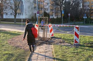 Posadzili drzewo na środku chodnika