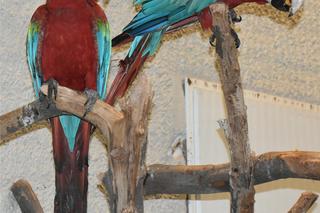 Nowe zwierzęta w zamojskim zoo: ary zielonoskrzydłe