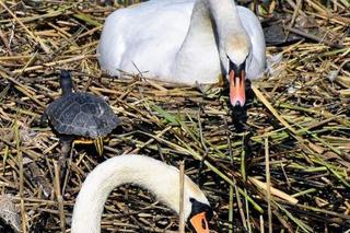 Te żółwie czeka śmierć. Nie mają prawa żyć w śląskich zbiornikach