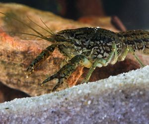 Inwazja obcych w Warszawie! Jest ich aż 100 tysięcy. Urzędnicy wynajęli łowców do walki z nimi