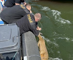 Młody jelonek wpadł do kanału portowego w Gdańsku. Uratowała go załoga Pioruna