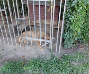 Dramatyczna interwencja Pet Patrol Rybnik. Pies konał w samotności