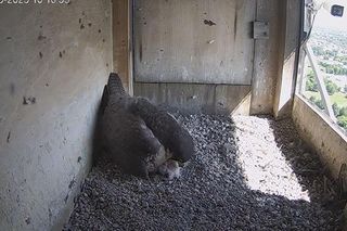 W gnieździe sokołów jest pierwszy potomek