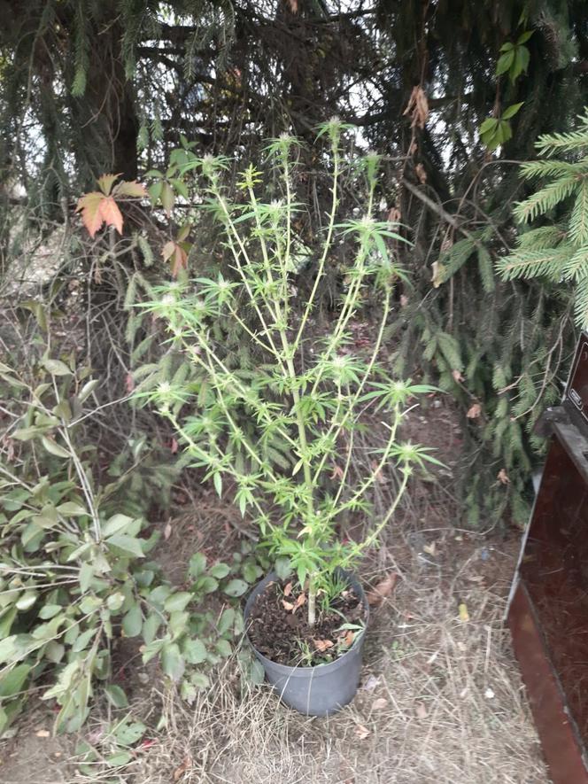 Uprawiał w ogrodzie konopie. Grozi mu do 6 lat więzienia