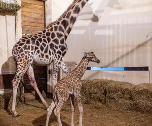 Nowy mieszkaniec łódzkiego zoo! Trudne początki młodej żyrafy