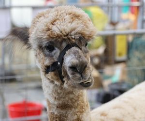 ZooPark ponownie przyciągnął do Targów Lublin tłumy miłośników zwierząt