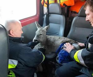 Strażacy z Nietuliska uratowali sarenkę