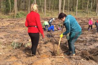 Akcja Grudziądzanie sadzą las 2024