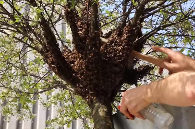 Pszczelarze z CSK przygarnęli tzw. rójkę pszczół