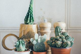 Kaktusy: mało wymagające rośliny doniczkowe