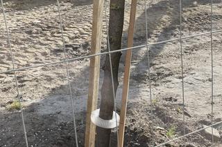 Społecznicy sprawdzili, co się dzieje ze starymi drzewami podczas rewitalizacji placu Wolności 