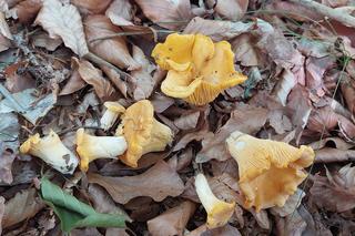 Grzyby w Lubuskiem - okolice Strzelec Krajeńskich