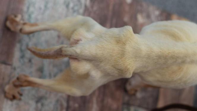 Myszków: Psy w stanie agonalnym uratowane przez wolontariuszy. Zdjęcia z akcji są przerażające [GALERIA]