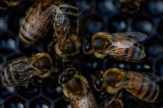 Mnóstwo martwych pszczół w Lublinie. Co się stało?