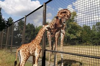 Mała żyrafa hitem warszawskiego ZOO! Pietruszka już pojawia się na wybiegu