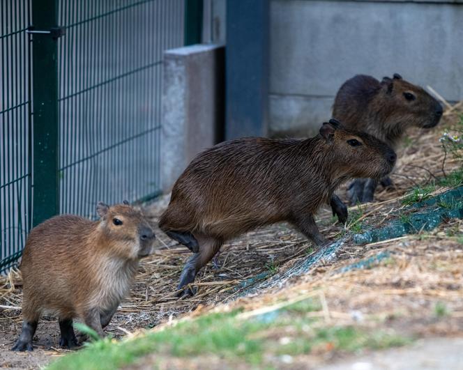 Kapibary przejmują łódzkie ZOO! Do dwóch samic dołączył samiec