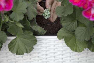 Nawożenie pelargonii