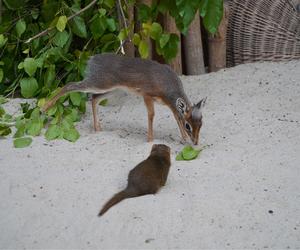 We wrocławskim zoo urodził się kolejny dikdik. Zobaczcie, jaki jest słodki! [ZDJĘCIA]