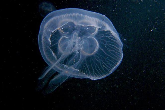 Chełbia modra - bałtycka meduza pojawiła się w Bałtyku