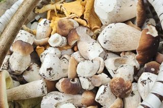 Wysyp grzybów w woj. lubelskim - sierpień 2025