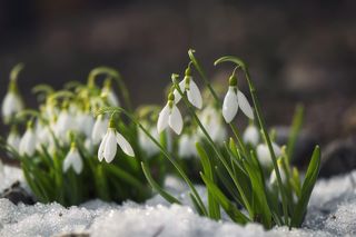 Śnieżyczka przebiśnieg (Galanthus nivalis)