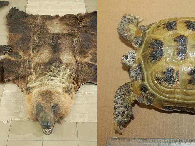 W bagażach znaleziono skórę niedźwiedzia i żywego żółwia. Podróżni nie mieli zezwoleń