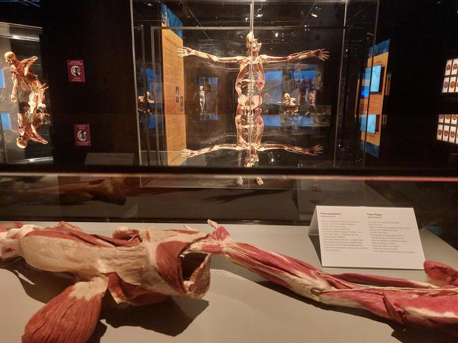 Wystawa Body Worlds w Szybie Wilson w Katowicach