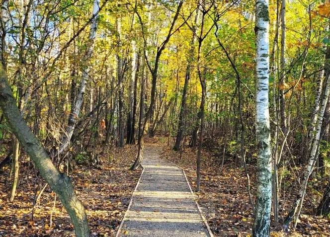 Park rzeczny Tetmajera
