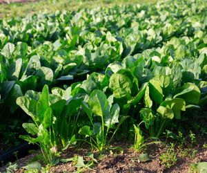 Raport toksycznych owoców i warzyw