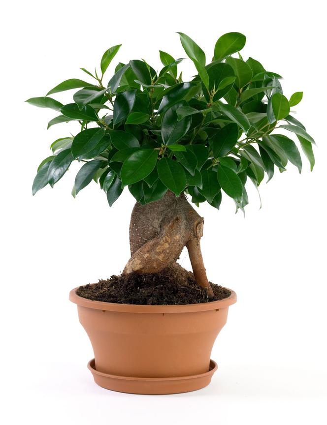 Bonsai Ficus Ginseng