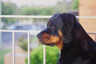 Rottweiler skoczył z okna na ciężarną kobietę. Dramatyczne sceny