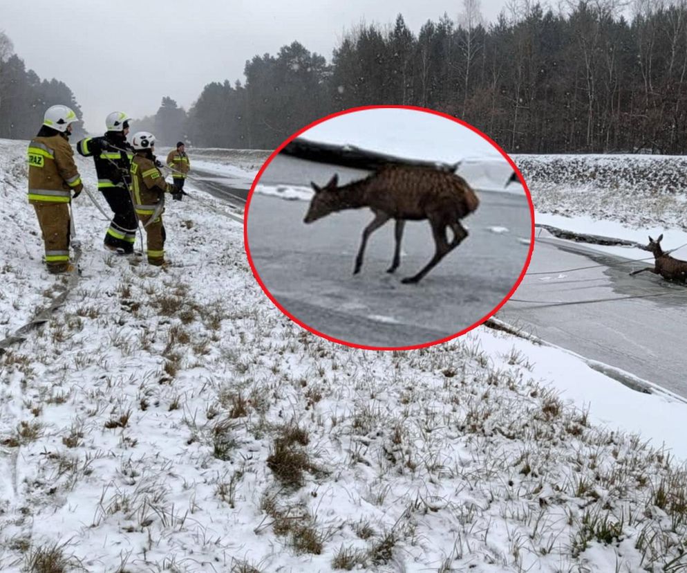 Strażacy uratowali jelenia, pod którym załamał się lód