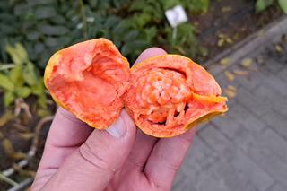 W Bydgoszczy rosną cytryny, banany, pomarańcze i palmy. I to w środku zimy!