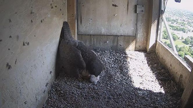 W gnieździe sokołów jest pierwszy potomek