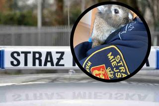 Uratowany królik skradł serce strażniczki z Ekopatrolu. Trwają poszukiwania opiekuna zwierzaka