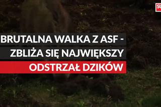 W weekend rusza wielkie polowanie na dziki, także na Podkarpaciu [WIDEO]