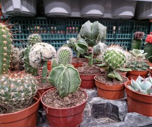 Egzotyczny świat zawitał do Bydgoszczy! ZooEgzotyka 2025 i Targi Akwarystyki przyciągnęły tłumy