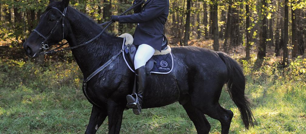 Kraśko pogonił lisa